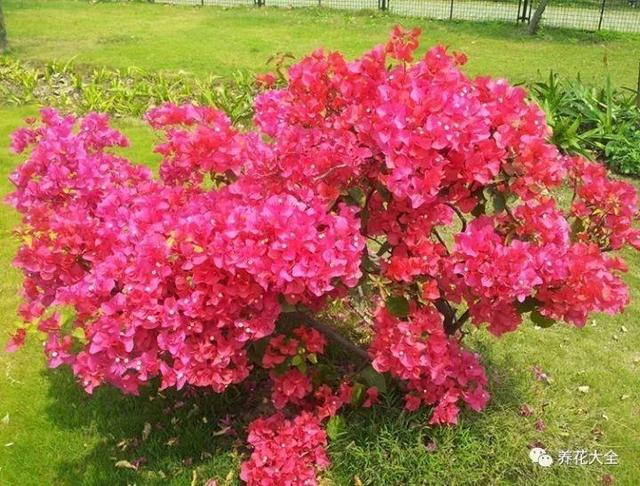 食醋治月季黑斑病，食醋治月季黑斑病比例（爱吃醋喝油的花）