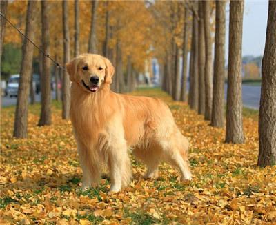 金毛犬的训练，金毛犬训练手势（金毛的训练方法及训练注意事项）