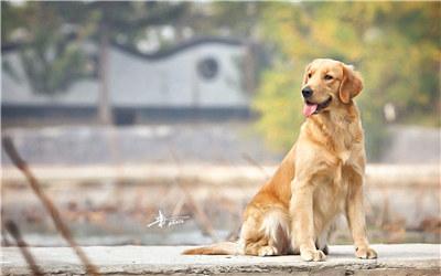 金毛犬的训练，金毛犬训练手势（金毛的训练方法及训练注意事项）