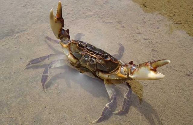 螃蟹为什么横着走，螃蟹为什么横着走路读后感（其实90%的人不知道原因）