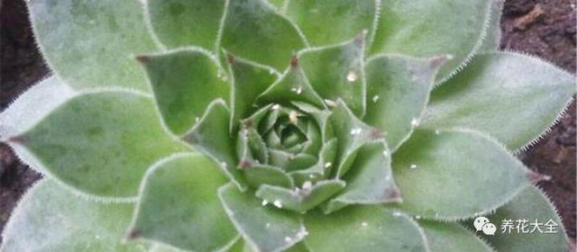 食醋治月季黑斑病，食醋治月季黑斑病比例（爱吃醋喝油的花）