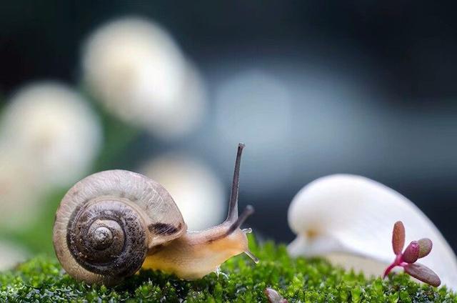 梦见蜗牛是什么意思周公解梦，梦见蜗牛什么意思（在外打拼十年却买不起城里的房）