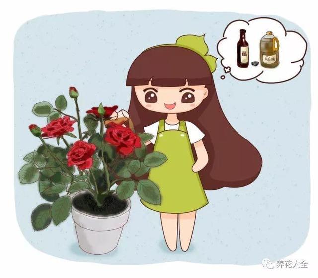 食醋治月季黑斑病，食醋治月季黑斑病比例（爱吃醋喝油的花）