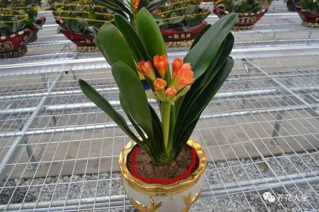 食醋治月季黑斑病，食醋治月季黑斑病比例（爱吃醋喝油的花）