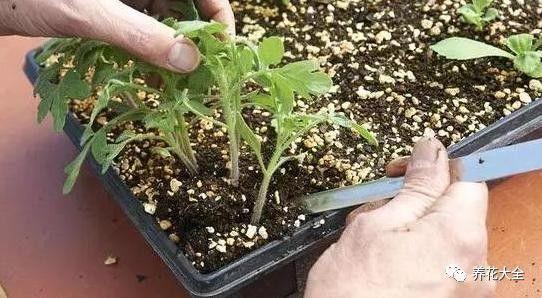 食醋治月季黑斑病，食醋治月季黑斑病比例（爱吃醋喝油的花）