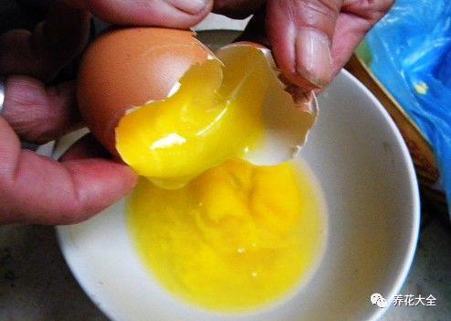 食醋治月季黑斑病，食醋治月季黑斑病比例（爱吃醋喝油的花）