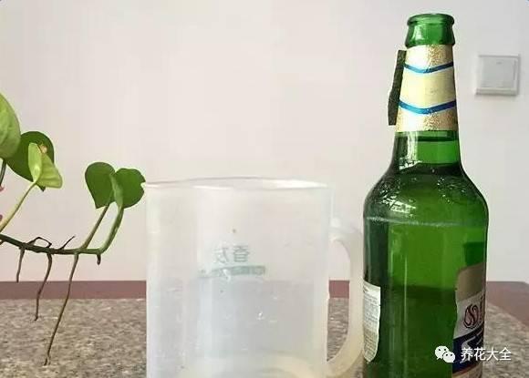 食醋治月季黑斑病，食醋治月季黑斑病比例（爱吃醋喝油的花）