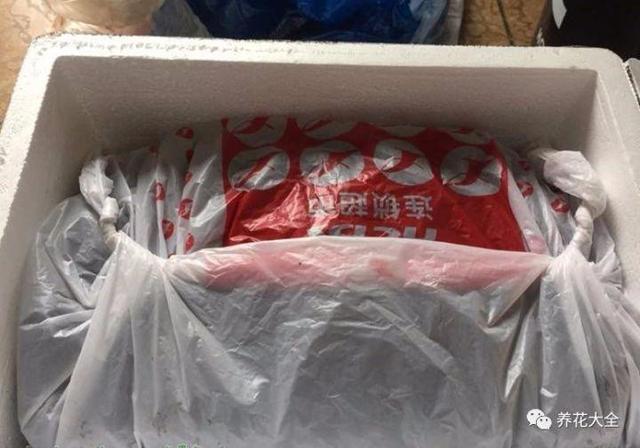 食醋治月季黑斑病，食醋治月季黑斑病比例（爱吃醋喝油的花）