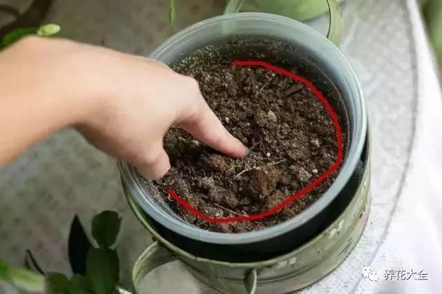 食醋治月季黑斑病，食醋治月季黑斑病比例（爱吃醋喝油的花）