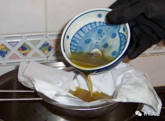 食醋治月季黑斑病，食醋治月季黑斑病比例（爱吃醋喝油的花）