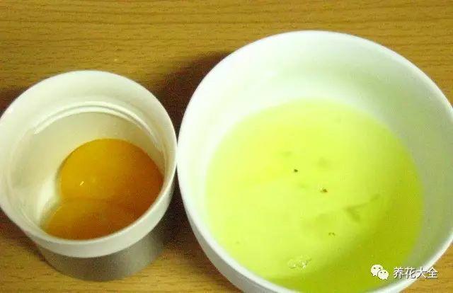 食醋治月季黑斑病，食醋治月季黑斑病比例（爱吃醋喝油的花）