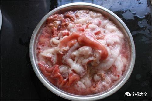 食醋治月季黑斑病，食醋治月季黑斑病比例（爱吃醋喝油的花）