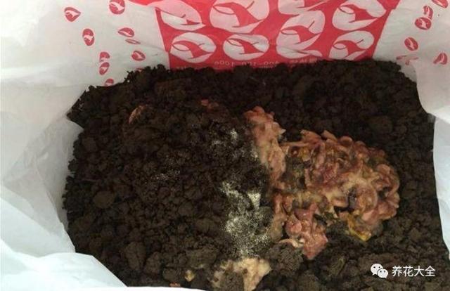 食醋治月季黑斑病，食醋治月季黑斑病比例（爱吃醋喝油的花）