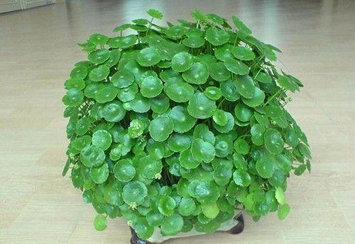 家里出现蚰蜒预示风水，怎么防止蚰蜒爬到床上（养好这些花，财源滚滚来）