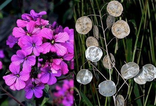 家里出现蚰蜒预示风水，怎么防止蚰蜒爬到床上（养好这些花，财源滚滚来）