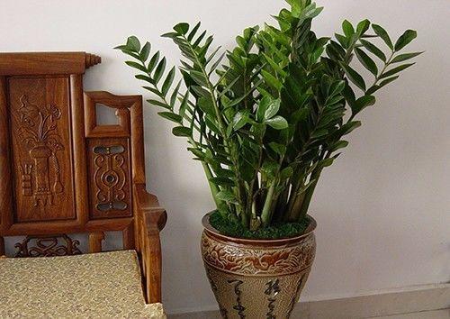 家里出现蚰蜒预示风水，怎么防止蚰蜒爬到床上（养好这些花，财源滚滚来）