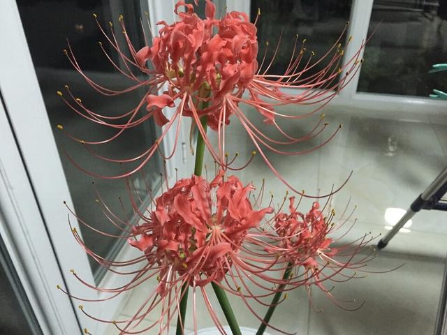 曼珠沙华是什么意思，曼珠沙华是什么（曼珠沙华是什么意思）