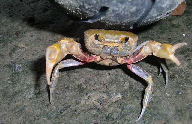 螃蟹为什么横着走，螃蟹为什么横着走路读后感（其实90%的人不知道原因）