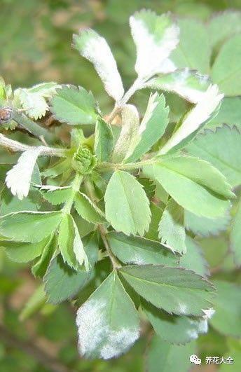 食醋治月季黑斑病，食醋治月季黑斑病比例（爱吃醋喝油的花）