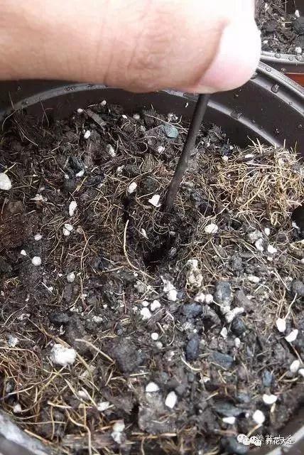 食醋治月季黑斑病，食醋治月季黑斑病比例（爱吃醋喝油的花）