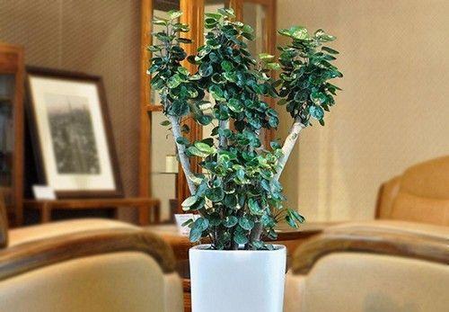 家里出现蚰蜒预示风水，怎么防止蚰蜒爬到床上（养好这些花，财源滚滚来）