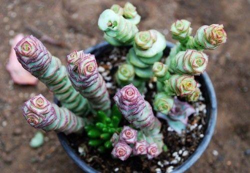 家里出现蚰蜒预示风水，怎么防止蚰蜒爬到床上（养好这些花，财源滚滚来）