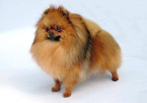 美系博美最后一系大家养的就是它