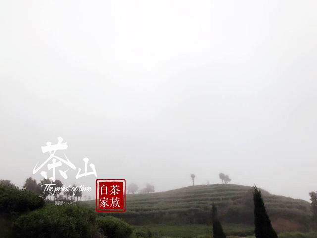 白茶养胃吗，陈皮白茶养胃吗（白茶还是红茶呢）