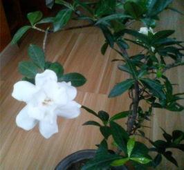 栀子树怎么养殖方法和注意事项，栀子树的叶子发黄是怎么回事（千万不要这样做，别害死它们）