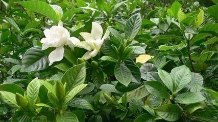 栀子树怎么养殖方法和注意事项，栀子树的叶子发黄是怎么回事（千万不要这样做，别害死它们）