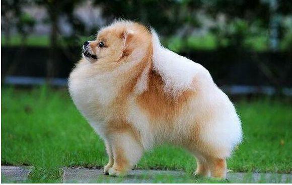 美系博美最后一系大家养的就是它