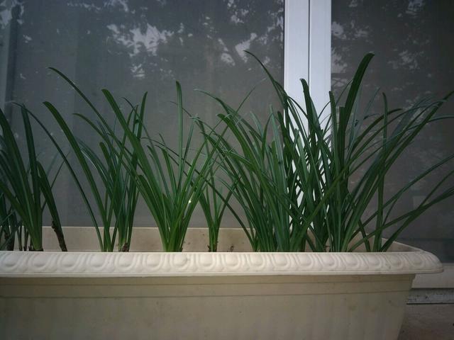 曼珠沙华是什么意思，曼珠沙华是什么（曼珠沙华是什么意思）