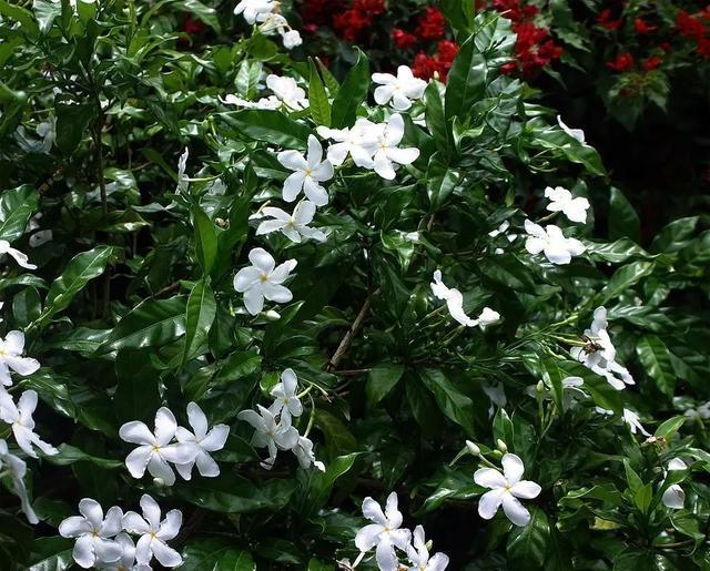 栀子树怎么养殖方法和注意事项，栀子树的叶子发黄是怎么回事（千万不要这样做，别害死它们）