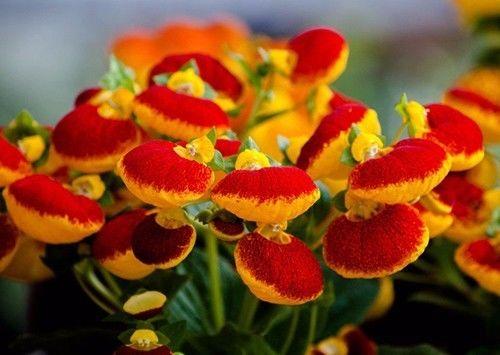 家里出现蚰蜒预示风水，怎么防止蚰蜒爬到床上（养好这些花，财源滚滚来）