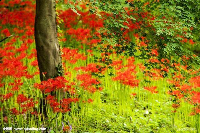 曼珠沙华是什么意思，曼珠沙华是什么（曼珠沙华是什么意思）