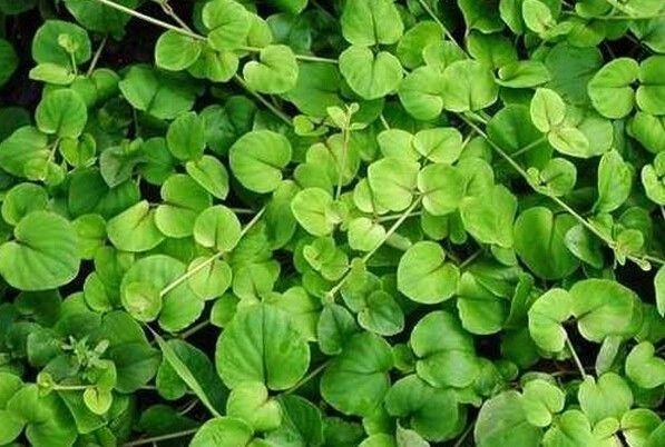 家里出现蚰蜒预示风水，怎么防止蚰蜒爬到床上（养好这些花，财源滚滚来）