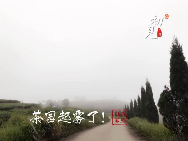 白茶养胃吗，陈皮白茶养胃吗（白茶还是红茶呢）
