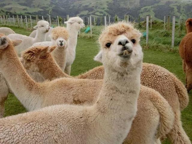 手环怎么连接手机，小米手环5怎么连接手机（小米手环不能连接手机最有效的解决方法）