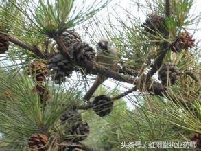 雪松子的功效与作用，雪松松果有什么药用价值（松子的药用与保健价值）