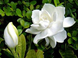 栀子树怎么养殖方法和注意事项，栀子树的叶子发黄是怎么回事（千万不要这样做，别害死它们）