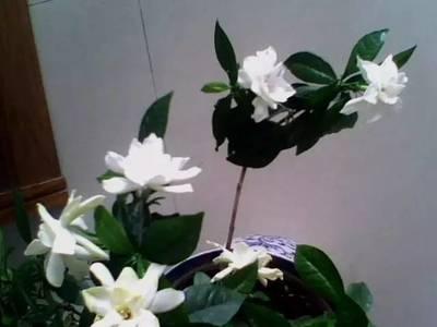 栀子树怎么养殖方法和注意事项，栀子树的叶子发黄是怎么回事（千万不要这样做，别害死它们）