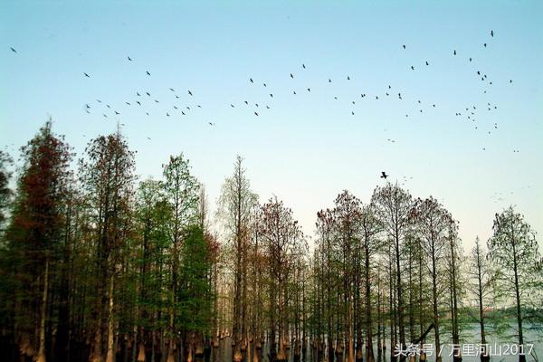 华中农业大学怎么样，排名好不好（花园式大学～华中农业大学）