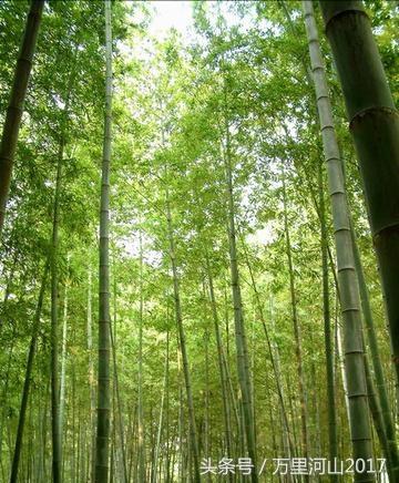 华中农业大学怎么样，排名好不好（花园式大学～华中农业大学）