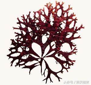 果胶是什么，果胶是什么的细胞壁（天寒有什么区别）