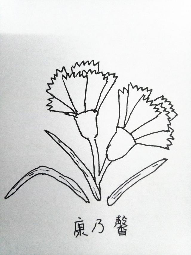 简笔画月季花的画法，月季花的简笔画怎么画（十种花的简笔画，初学者）