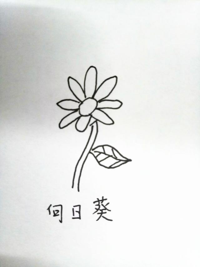 简笔画月季花的画法，月季花的简笔画怎么画（十种花的简笔画，初学者）