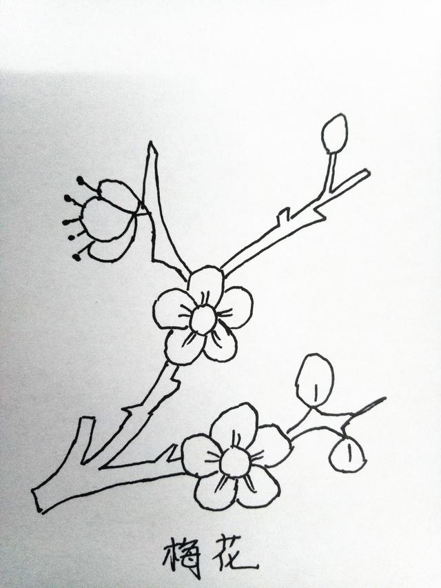 简笔画月季花的画法，月季花的简笔画怎么画（十种花的简笔画，初学者）