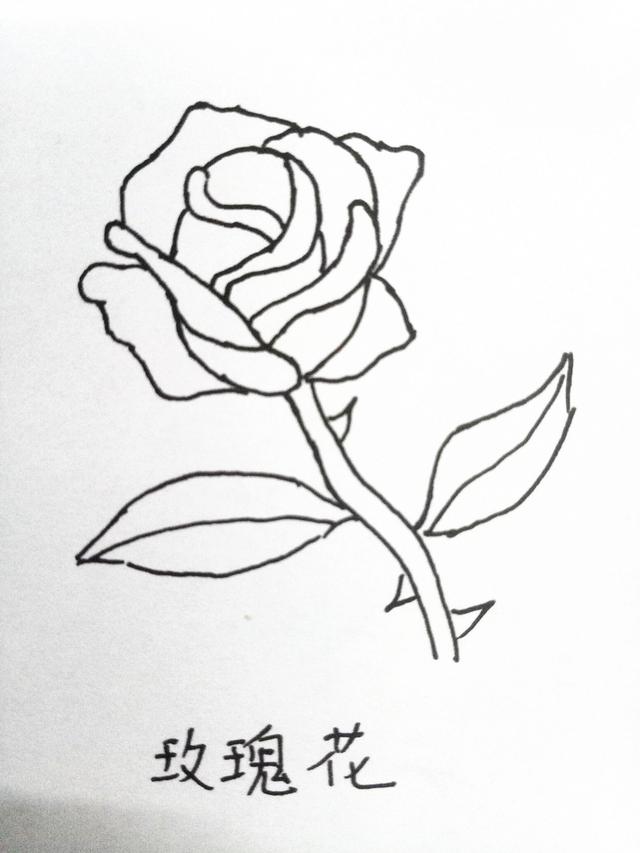 简笔画月季花的画法，月季花的简笔画怎么画（十种花的简笔画，初学者）