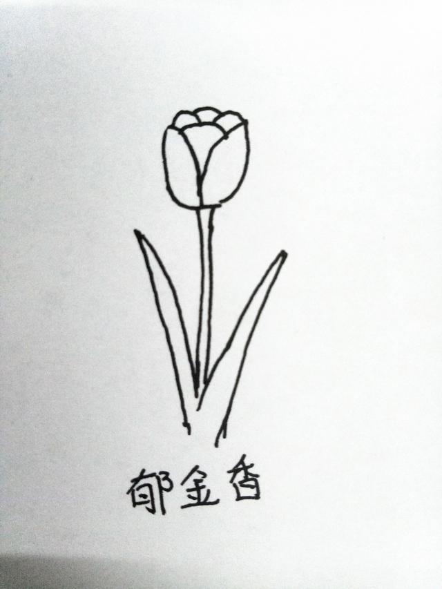 简笔画月季花的画法，月季花的简笔画怎么画（十种花的简笔画，初学者）