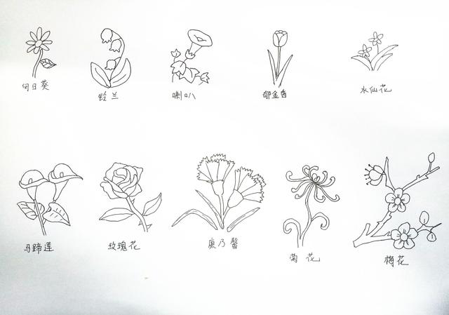 100种花草简笔画步骤图图片